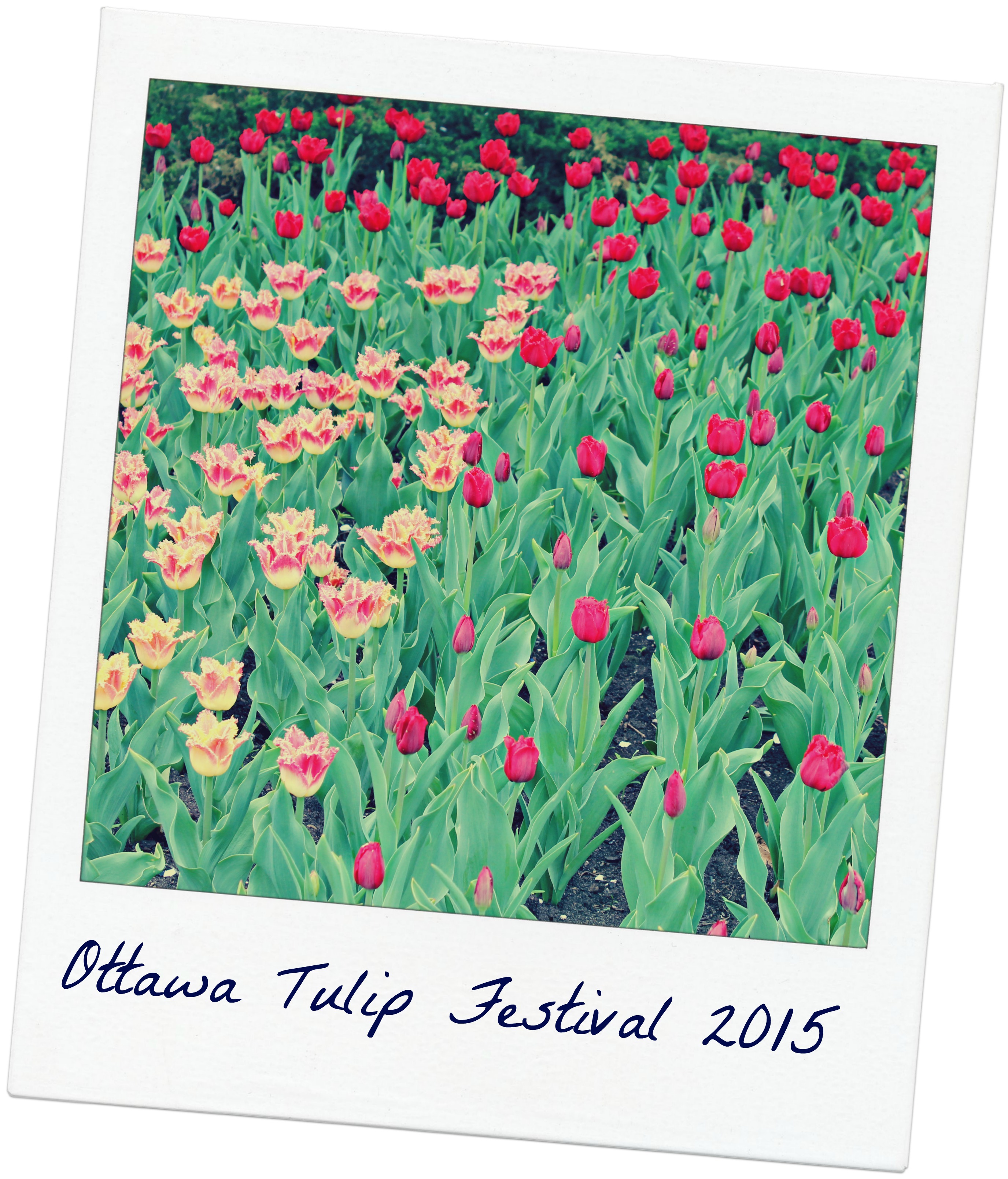 Ottawa Tulip Festival