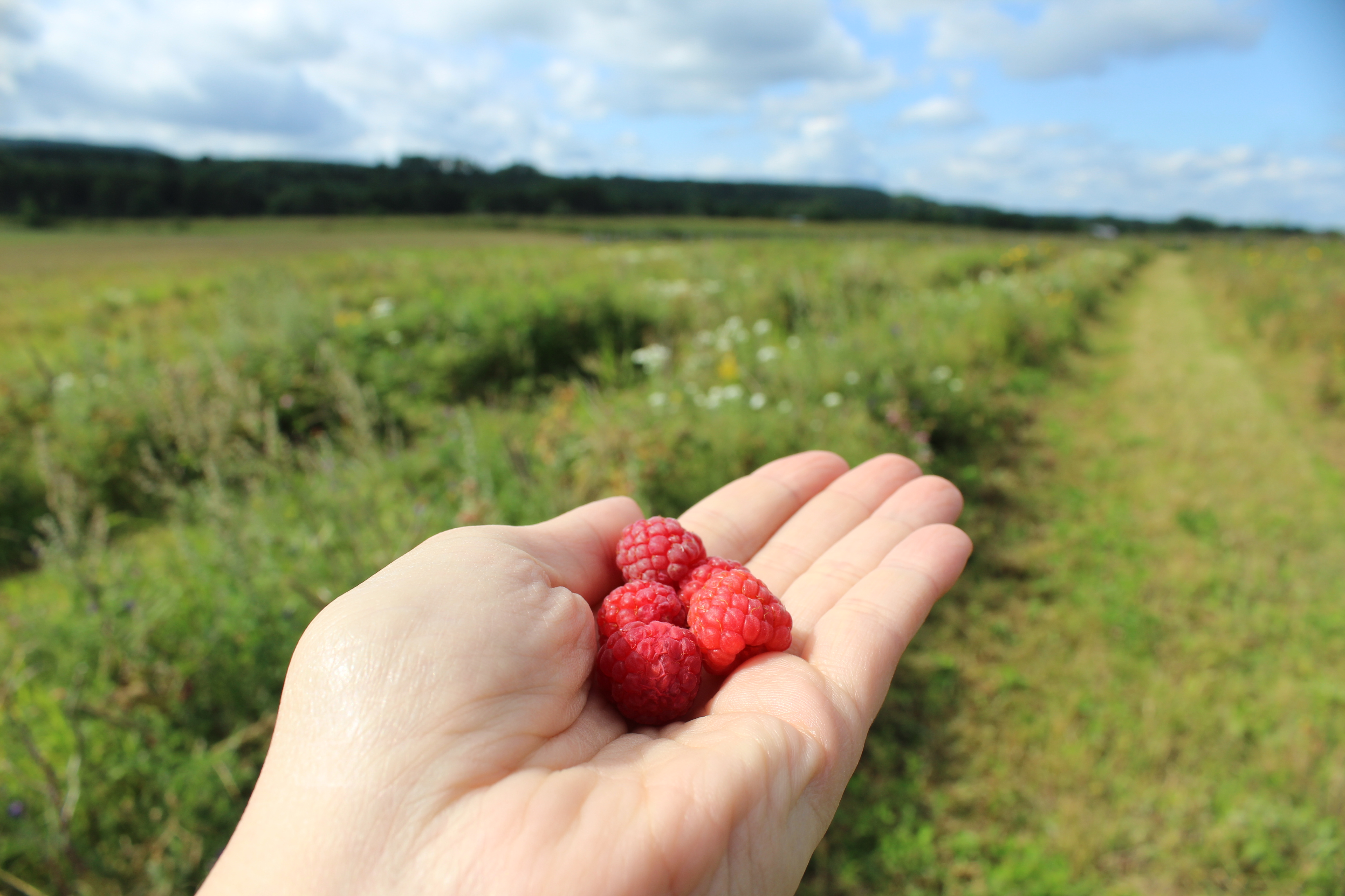 Raspberry Picking-Lepage-Gaspesie